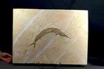 Een grote en mooie bewaarde fossiele vis - Gefossiliseerd
