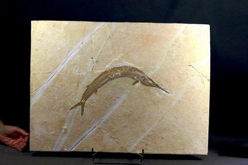 Een grote en mooie bewaarde fossiele vis - Gefossiliseerd, Verzamelen, Mineralen en Fossielen
