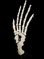 Mosasaurus - Fossiel skelet - 60 cm - 30 cm