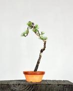 Bonsaï Pin (Pinus) - Hauteur (arbre) : 35 cm - Profondeur