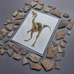 Dinosaurus - Gefossiliseerd ei - Oviraptor sp. - 23 mm - 13, Verzamelen