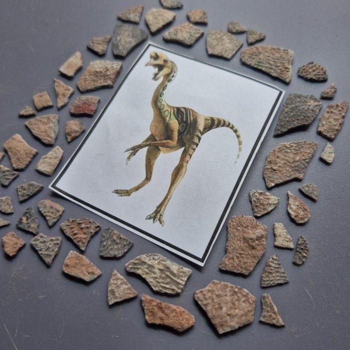 Dinosaurus - Gefossiliseerd ei - Oviraptor sp. - 23 mm - 13, Verzamelen, Mineralen en Fossielen