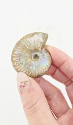 Ammoniet Iriserend (zie filmpje), Bijoux, Sacs & Beauté, Ophalen of Verzenden