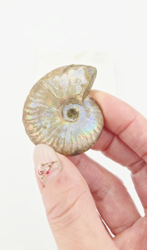 Ammoniet Iriserend (zie filmpje), Bijoux, Sacs & Beauté, Pierres précieuses, Enlèvement ou Envoi