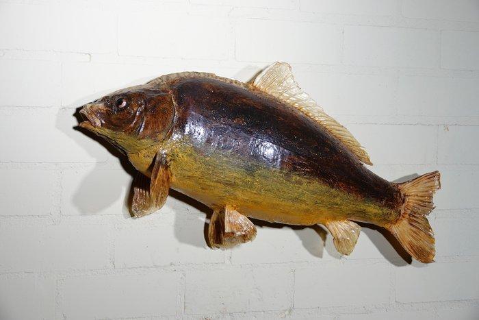 Zoetwatervissen Taxidermie volledige montage - Salmo trutta, Verzamelen, Dierenverzamelingen
