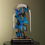 Vlinders in Stolp Taxidermie Opgezette Dieren By Max, Verzamelen, Ophalen of Verzenden, Nieuw, Insect, Opgezet dier