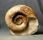 Prachtigste ammoniet - Op steen - Uitstekend bewaard -