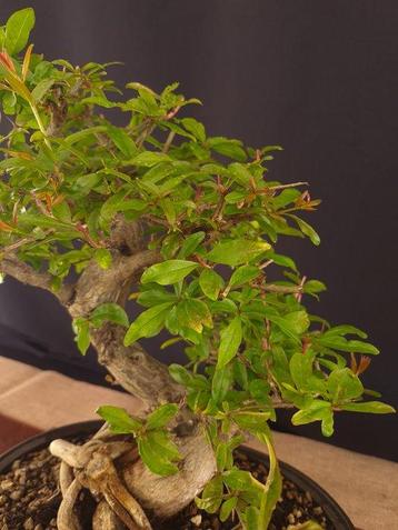 Grenade - Pièce de collection - Hauteur (arbre) : 40 cm -