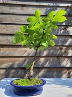 paarden kastanje bonsai in prachtige schaal - Hoogte (boom):