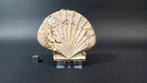 Bivalve - Coquillage fossilisé - Pecten Benedictus - 9 cm -