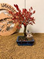 Japanese iep bonsai (Zelkova) - Hoogte (boom): 26 cm -
