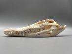 Nijlkrokodil Schedel - Crocodylus niloticus - 8 cm - 12.5 cm, Collections, Collections Animaux