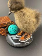 Eend Taxidermie volledige montage - Anas Platyrhynchos - 130