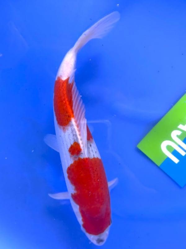 HQ Sakura Ogon van Yamaju  40cm (Japanse Koi), Jardin & Terrasse, Étangs, Enlèvement ou Envoi