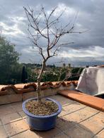 Acero Deshojo - Hoogte (boom): 55 cm - Diepte (boom): 40 cm, Antiquités & Art, Curiosités & Brocante