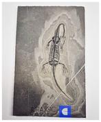 Mooi bewaard Keichousaurus hui, vroeg-Triassisch marien