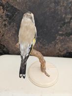 Prachtige mutatie putter Taxidermie volledige montage -, Verzamelen, Nieuw