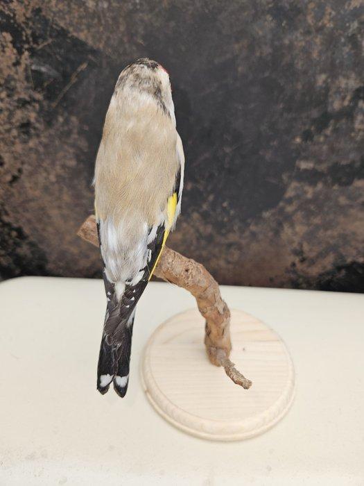 Prachtige mutatie putter Taxidermie volledige montage -, Verzamelen, Dierenverzamelingen