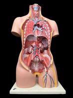 Anatomisch model - kunststof - 1960-1970 - 3B Scientific