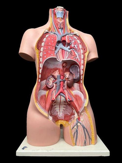 Anatomisch model - kunststof - 1960-1970 - 3B Scientific, Antiek en Kunst, Antiek | Wandborden en Tegels