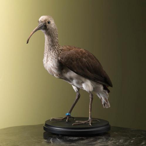 Rode Ibis Jong Taxidermie Opgezette Dieren By Max, Collections, Collections Animaux, Enlèvement ou Envoi