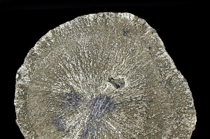 Particula Pyrite zon of Pyrite dollaer uit de VS - Hoogte:, Collections, Minéraux & Fossiles