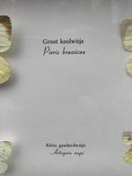 Koolwitje Support de corps entier pour taxidermie - Pieris, Verzamelen, Nieuw