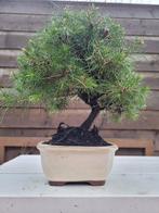 Den bonsai (Pinus) - Hoogte (boom): 25 cm - Diepte (boom):, Antiek en Kunst