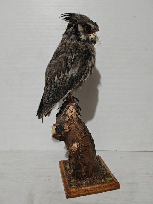Effraie face blanche Support de corps entier pour taxidermie, Collections, Collections Animaux