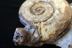 Zonder reserve. Ammoniet op gang. - Gefossiliseerde schelp -, Verzamelen
