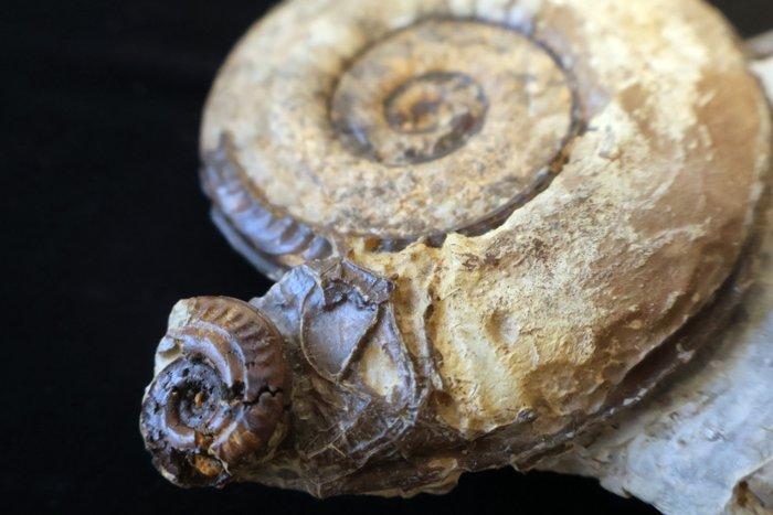 Zonder reserve. Ammoniet op gang. - Gefossiliseerde schelp -, Verzamelen, Mineralen en Fossielen