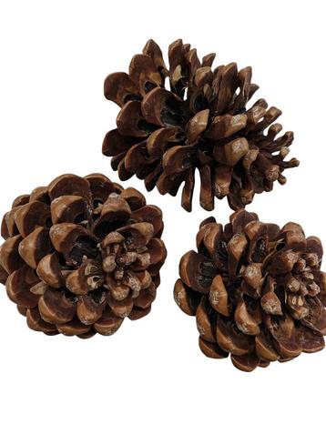 Dennenappels maritima grote dennenappel naturel 10-12cm 3 beschikbaar voor biedingen