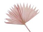 Palmblad Sun cut PastelRoze 5st Palm blad, Hobby & Loisirs créatifs, Bricolage