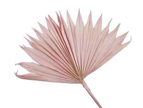 Palmblad Sun cut PastelRoze 5st Palm blad, Hobby & Loisirs créatifs, Bricolage