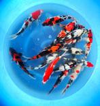 Hirasawa Marusei 28-35cm (Japanse Koi), Tuin en Terras, Vijvers, Ophalen of Verzenden, Nieuw