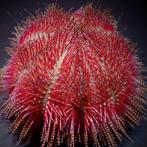 Salmacis bicolor