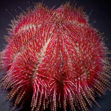 Salmacis bicolor, Dieren en Toebehoren
