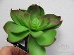 ECHEVERIA Groen Zijde- Latex Succulent ECHEVERIA, Huis en Inrichting, Woonaccessoires | Kunstplanten en Kunstbloemen, Nieuw