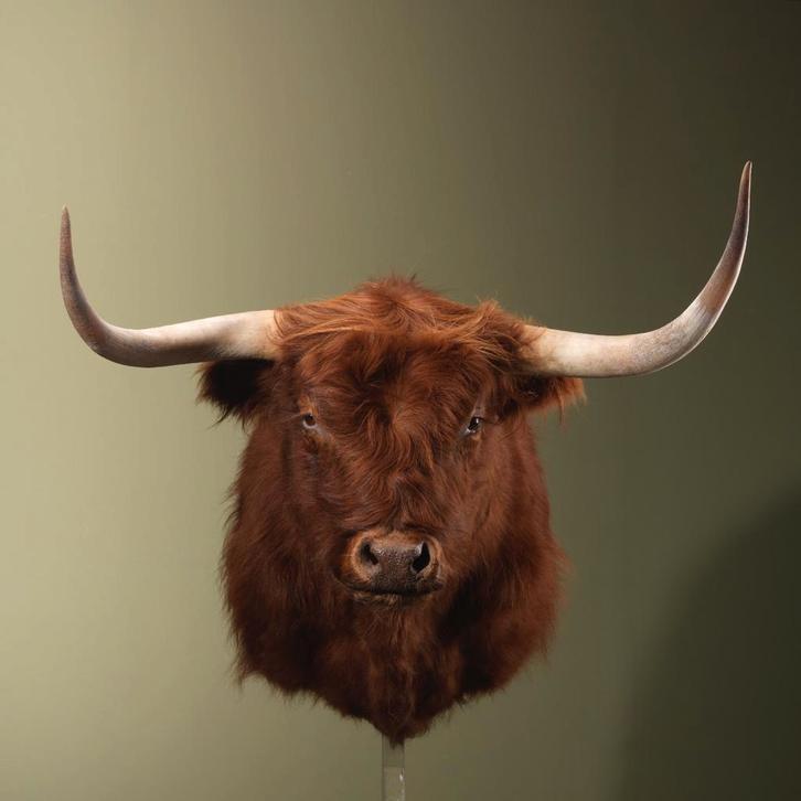 Schotse Hooglander Taxidermie Opgezette Dieren By Max, Verzamelen, Dierenverzamelingen, Opgezet dier, Nieuw, Wild dier, Ophalen of Verzenden