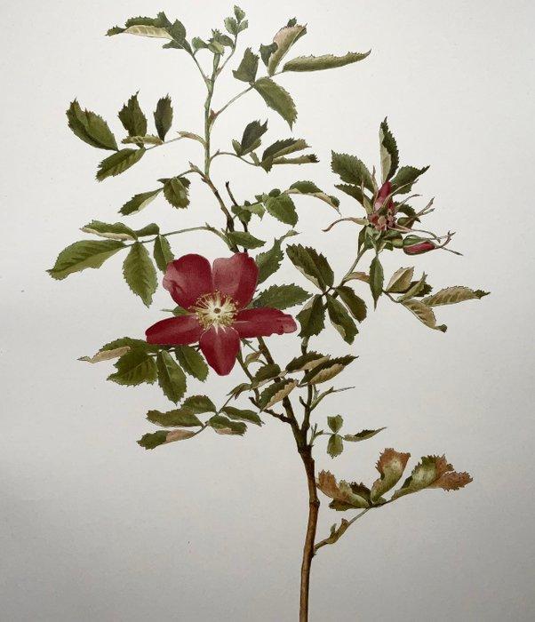 Ellen Ann Willmott; Alfred Parsons (b. 1847) - 4 large folio, Antiquités & Art, Curiosités & Brocante