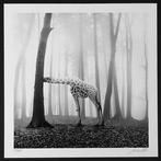 Frank Machalowski - tierwald#124, Antiek en Kunst