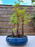 metasequoia bos in bonsaischaal - Hoogte (boom): 40 cm -