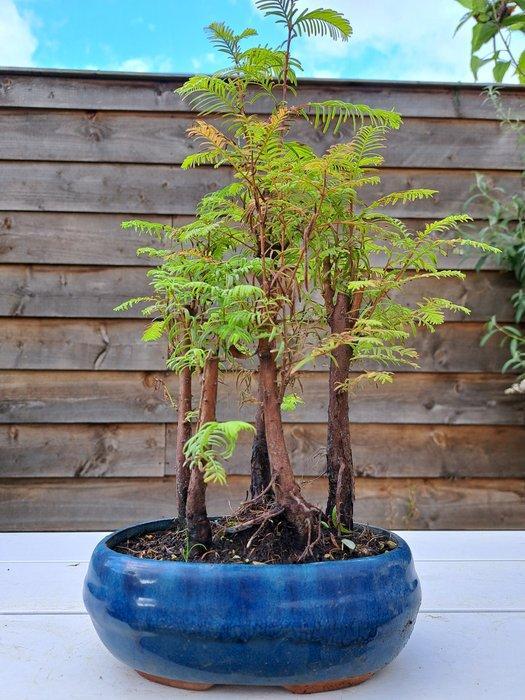 metasequoia bos in bonsaischaal - Hoogte (boom): 40 cm -, Antiek en Kunst, Curiosa en Brocante
