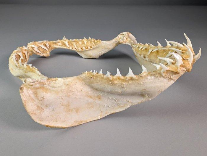 Requin Mako à nageoires courtes (UE uniquement) Ensemble de, Collections, Collections Animaux
