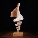Gesneden schelp: kunst van de zee Spiraal - Triplofusus, Nieuw