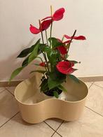 Valenti - Ezio Didone, Liisi Beckmann - Pot de fleurs -