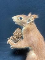 Eekhoorn Taxidermie volledige montage - Sciurus vulgaris -, Nieuw