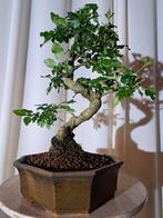 Liguster bonsai (Ligustrum) - Hoogte (boom): 25 cm - Diepte