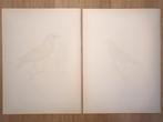 Von Wright brothers & Bror Halberg - Starling lithographic, Nieuw