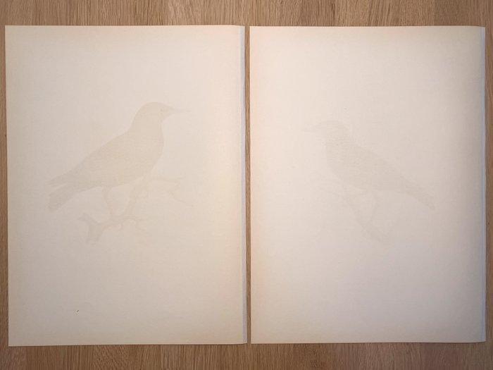 Von Wright brothers & Bror Halberg - Starling lithographic, Verzamelen, Dierenverzamelingen